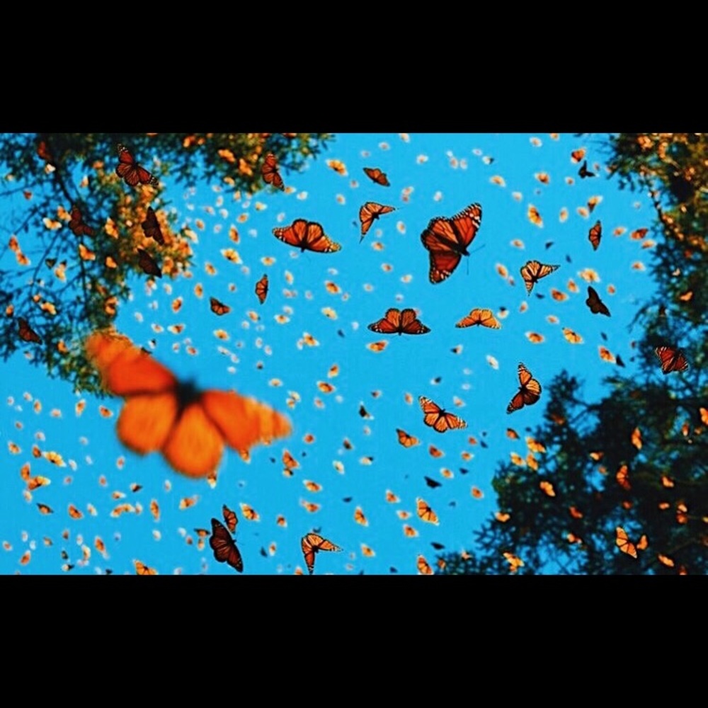 Meet your Posher, Ava